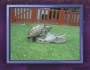 David Attenborough Narrates Tortoise Humping a Shoe